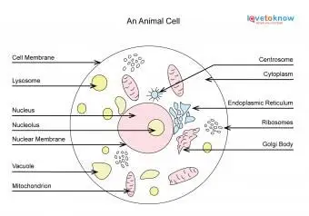 diagrama de células animales