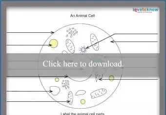 Complete la hoja de trabajo de células animales en blanco.