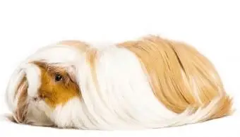 Porquinho-da-índia de cetim de seda