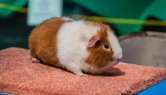 Porquinho-da-índia de pelúcia