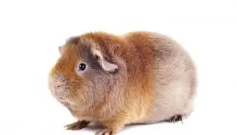 Porquinho-da-índia de cetim de pelúcia