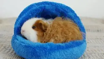 Porquinho-da-índia de texel de pêlo comprido