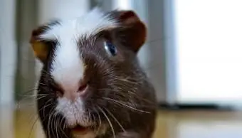 Porquinho-da-índia de crista branca