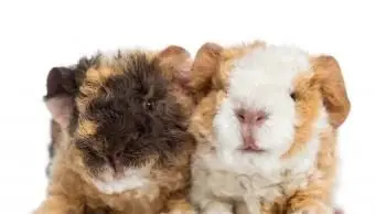 Porquinho-da-índia Alpaca Bebê