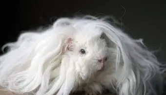 porquinho-da-índia lunkarya de pêlo comprido