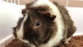 Porquinho-da-índia Abissínio