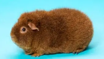 Porquinho-da-índia Rex