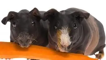 Porquinho-da-índia magro