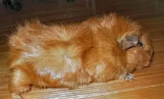 Porquinho-da-índia de cetim abissínio