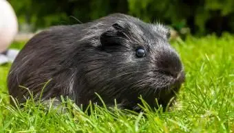 Porquinho-da-índia de cetim americano