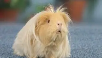 Porquinho-da-índia Coronet