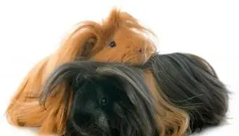 Porquinho-da-índia peruano