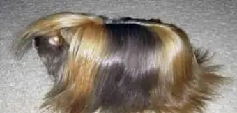 Porquinho-da-índia de cetim peruano