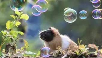 Melhores raças de porquinhos da índia para animais de estimação