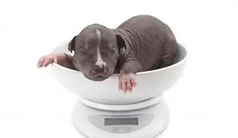 멕시코 털이없는 1 주된 강아지