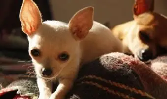 멕시코 강아지 이름