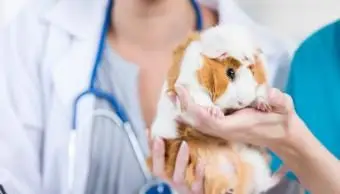 Przestraszona świnka morska