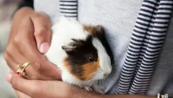 Kobieta trzymająca świnkę morską