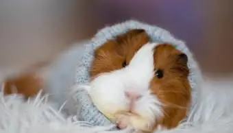 Jakie są najczęstsze objawy śmierci świnki morskiej?