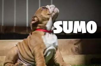 Englische Bulldogge Welpen