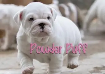 Weiße englische Bulldogge Welpe