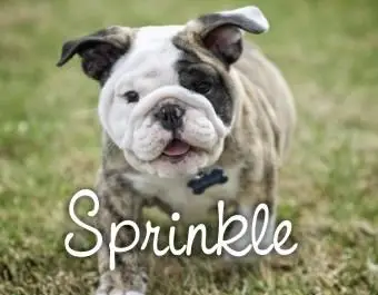 Gestromte englische Bulldogge Welpen laufen P