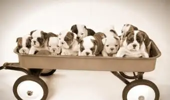 70 kreative englische Bulldoggennamen