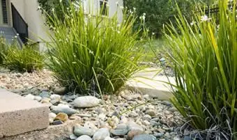 piccoli ciottoli con erbe ornamentali