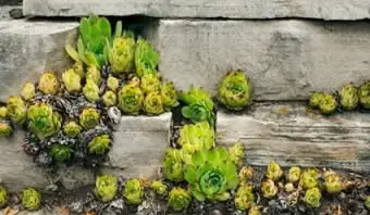 Plantes succulentes en corniche rocheuse
