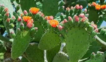 Cactus de figue de barbarie