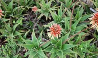 Aloe menyharthii plante avec des fleurs