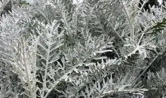 Plante d'argent - Senecio cineraria