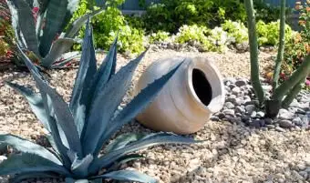 Agave dans le jardin