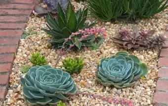 Aménagement paysager de jardin avec des plantes succulentes