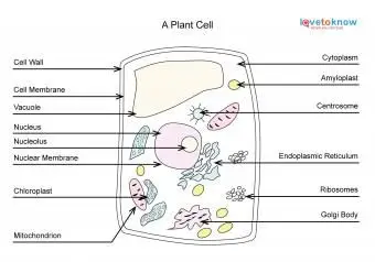 תא צמחי שכותרתו