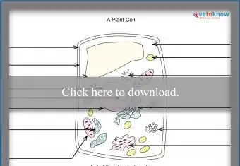 גליון עבודה של צמח