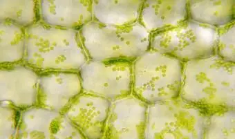 יסודות הביולוגיה של תאי הצמח