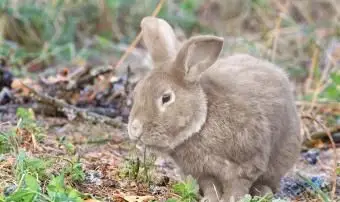 Conigli giganti tedeschi