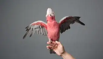 Cacatua de peito rosa