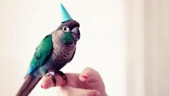 160 A-Liste männlicher Vogelnamen