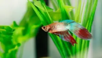 דגי בטה שוחים