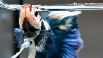 דג בטא סיאמי