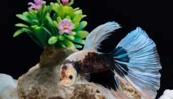 האם דגי בטה מכירים ומתקשרים עם בעליהם?