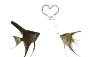 Angelfish apaixonado