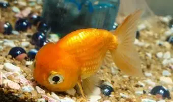 Nomes de animais engraçados para peixes