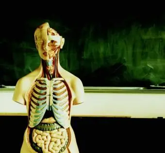 解剖学的モデル