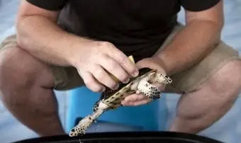 Tortuga bebé limpieza hombre