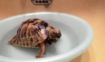 Tortuga mascota en un lavabo
