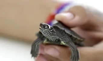 애완 동물 거북을 안전하게 청소하는 방법