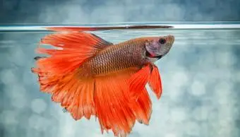 Betta 물고기 질병의 징후